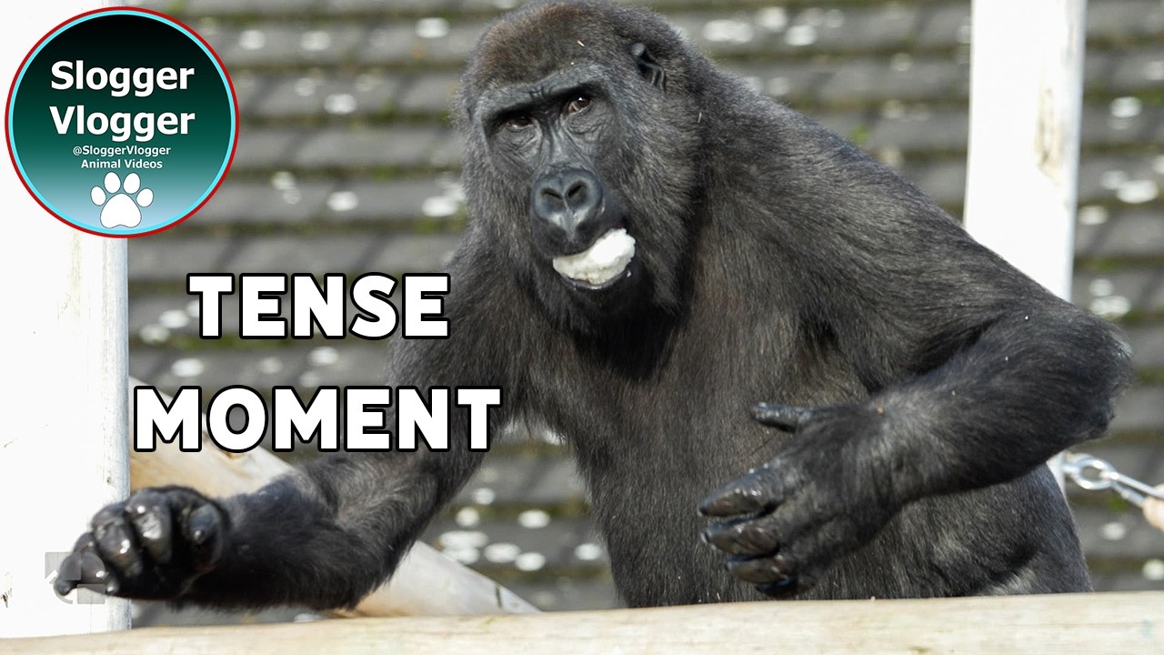 Tense Winter Moment Between Shufai and Ozala