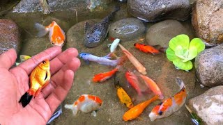 catch colorful ornamental fish, betta fish, koi fish, channa, manfish, catfish,guppy,molly,turtles