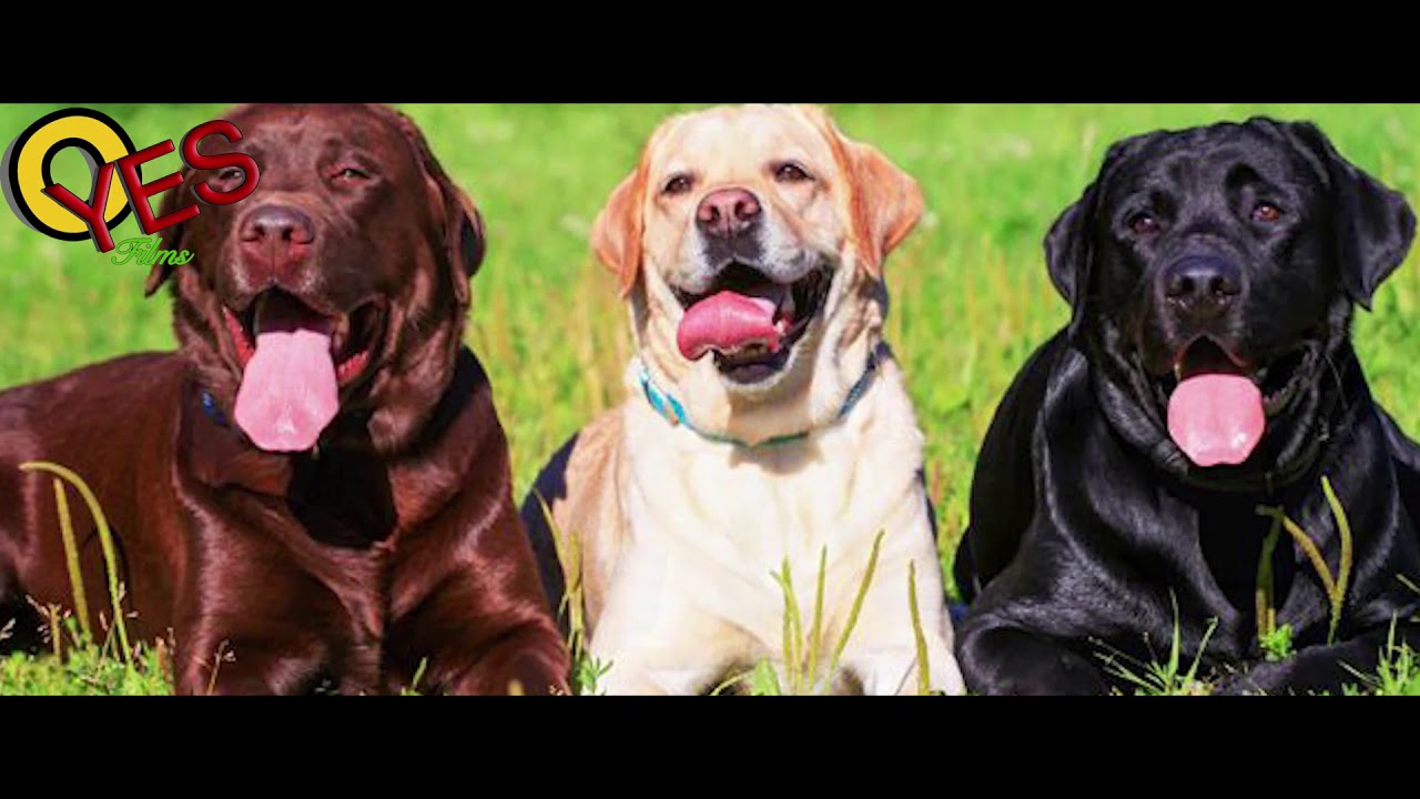 LABRADOR RETRIVER IN HINDI|| DOG CARE ||SUNIL GHILDIYAL||2020 - YouTube