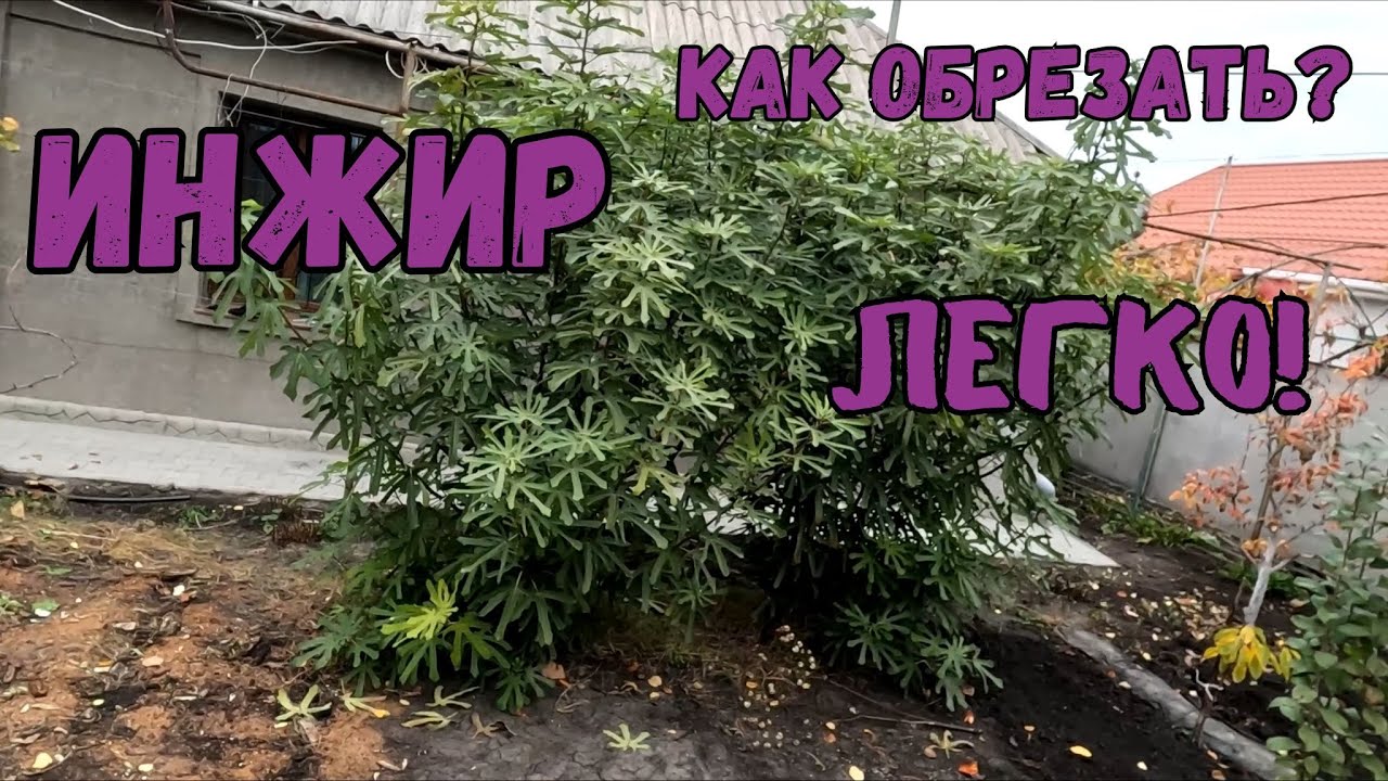Обрезка инжира осень 2024. Подготовка инжира к зиме. Формирование куста инжира. #инжир #огород #сад