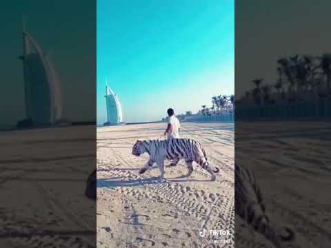 Tik Tok White Line Dubai Abu Dhabi 17 02 2019 
