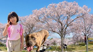 心優ちゃんとピットブルのダディと花見行った時の動画