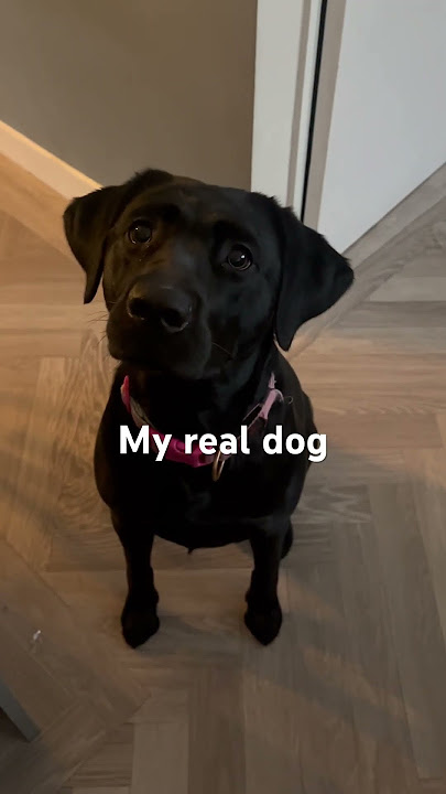 Black lab