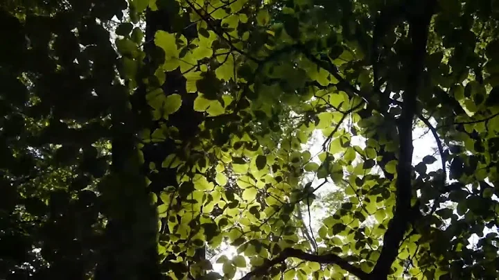 44 secinds video.mp4