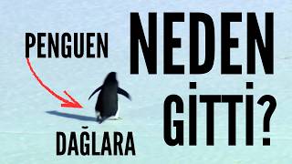 Penguen Neden Dağlara Gitti?