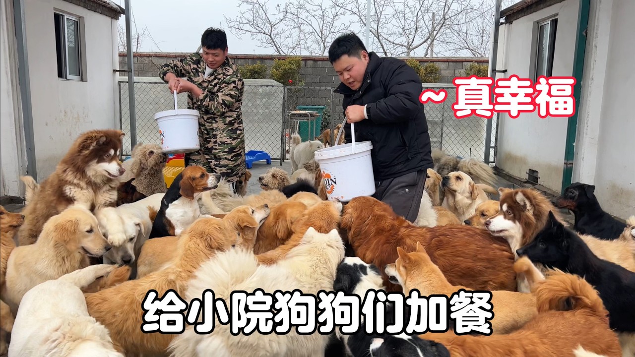 元宵佳節，給小院狗狗們煮肉肉加餐，狼吞虎咽真是太開心了