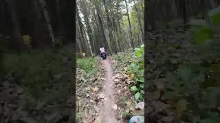 Hutan Jati Ngawiviral hutan Jatijatihutan