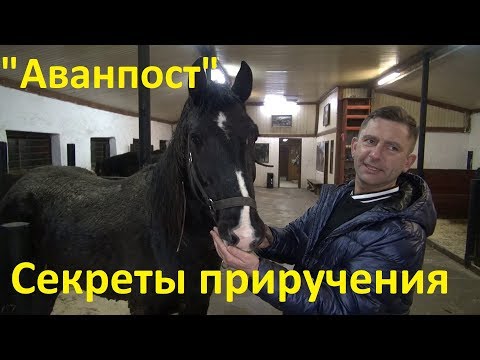 "Аванпост". Секреты приручения спасённых лошадей.