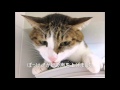 狭い隙間で背後から齧られる猫　～ぴっち♀→ぽっけ♂～　Cat that can bite in narrow gap　～Picchi♀ → Pokke♂～　2014.01.