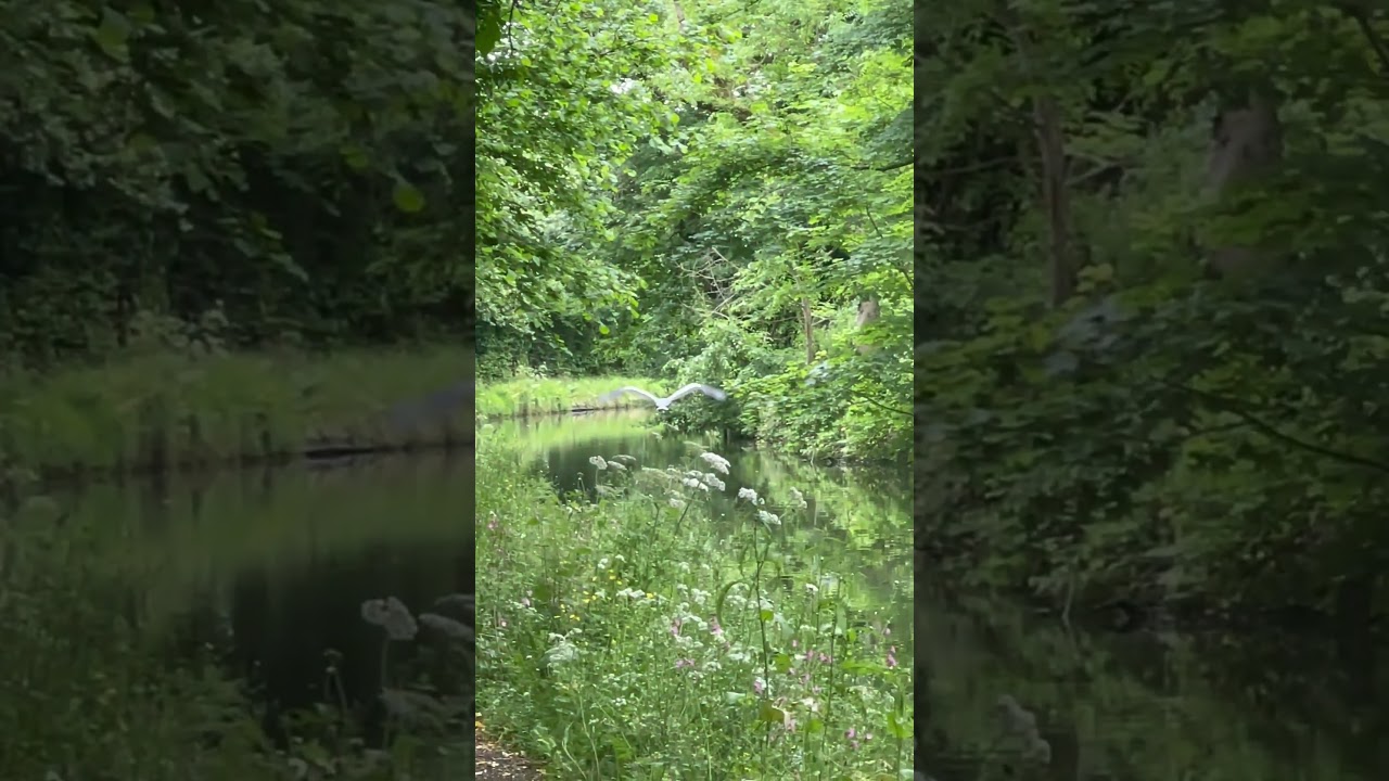 Grey Heron in flight.   British Canal