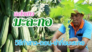 เคล็ดลับวิธีทำสาว-ตอน-ชำกิ่งมะละกอ #เกษตรอารมณ์ดี