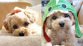 Cute Maltipoo Puppies Compilation 2