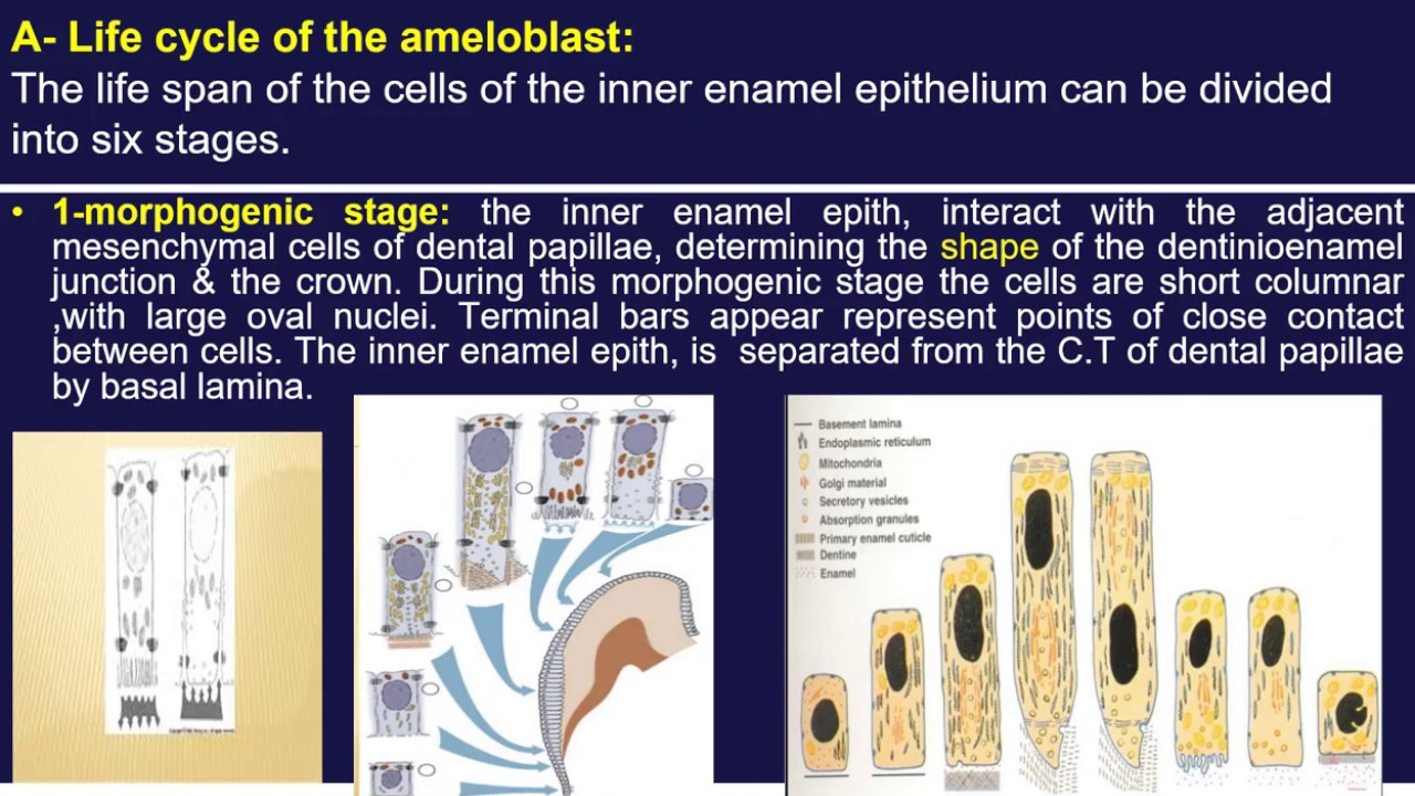Amelogenesis    / محاضرة  أ . د . علي حسن علي مراد