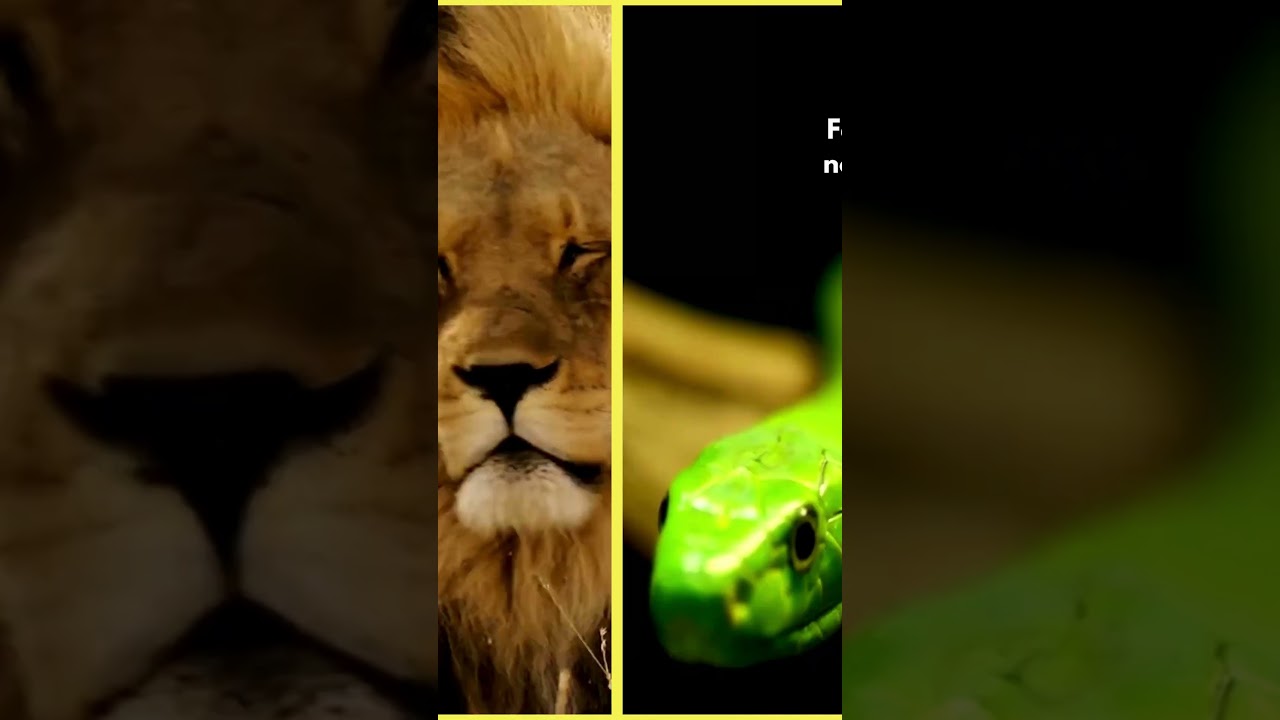 Top 10 Wild Encounters You Wouldn't Want! 