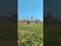 Tejal Sarkar🙏 #tractor #farming #shorts #Rajasthani #song #shortvideo #youtubeshorts #ytshorts