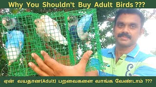 ஏன்  வயதான பறவைகளை வாங்க வேண்டாம் | can I buy adult birds ? No please .. | breeding tips | tamil