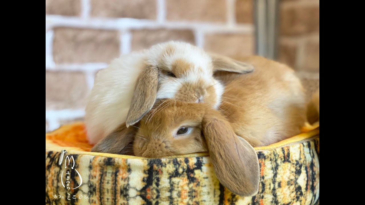 【生配信】うさぎの部屋んぽ
