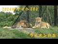 【茶臼山動物園】ライオンの丘(サマーナイトZOO)
