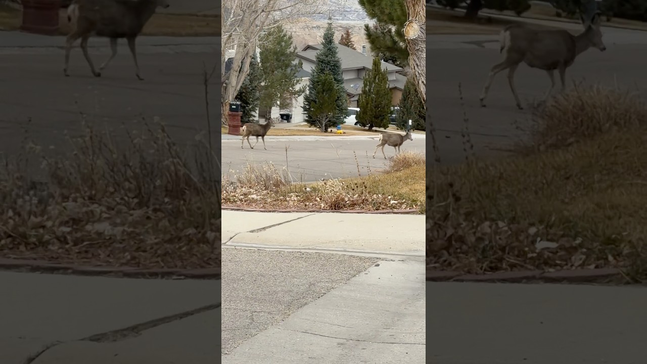 Magical moments with deer 🦌 