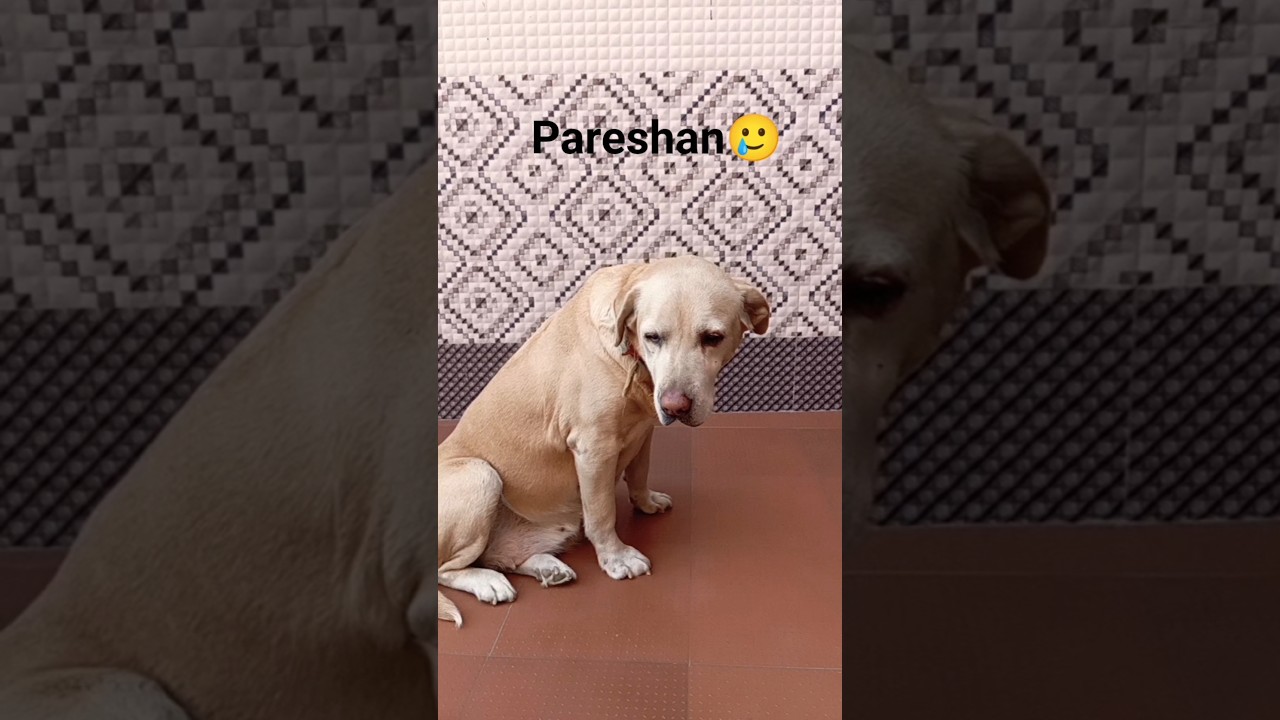 Kya aap bhi iss sa pareshan h🥲😭😞😅😜#viral #funny #viralvideo #ytshorts #comedy #pareshan #thandi