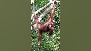 Kerja Sama KLHK-USAID Dimulai Dari Orangutan Taman Nasional Tanjung Puting
