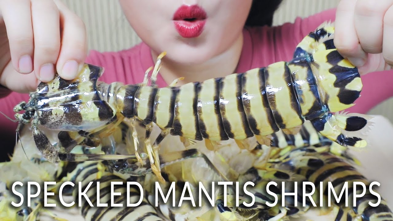 ASMR SPECKLED MANTIS SHRIMPS EXOTIC FOOD  EATING SOUNDS  | LINH-ASMR mukbang linhasmr 먹방
