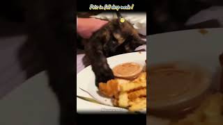 Pets In  Derp Mode  shorts funny animals cute pets