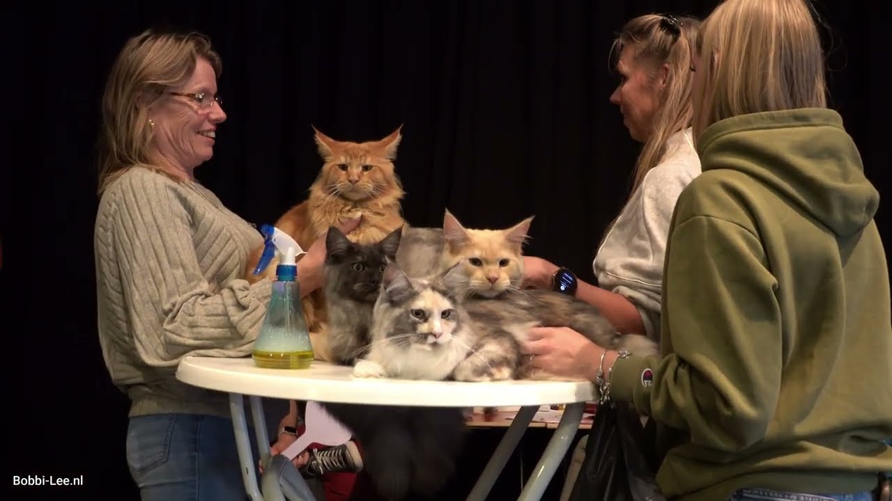 Met onze MAINECOON kittens naar een KITTENSHOW van FELIKAT. Ze vonden ze SUPER MOOI! 