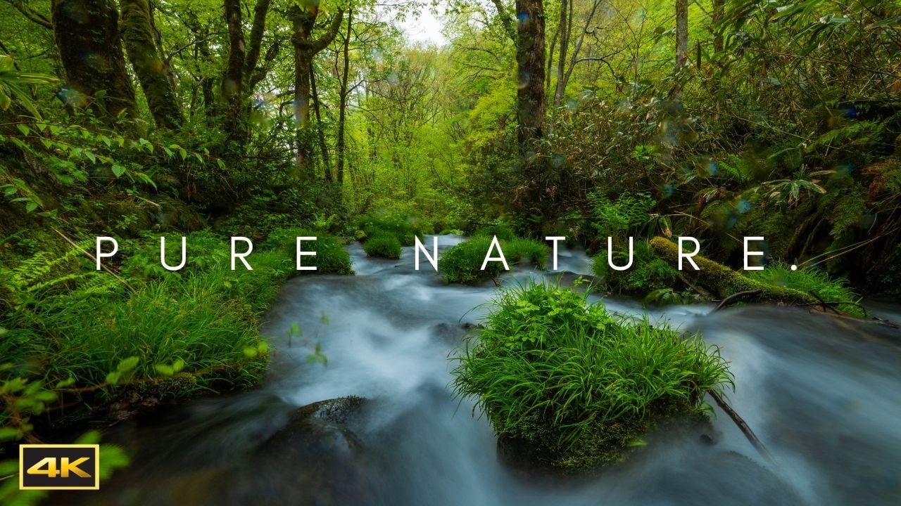 Perfect River Sounds from a Lush Forest Creek ❘ 4K ❘ 10HRS