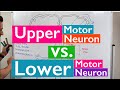 Spinal Cord Injury, Motor Neurons, and Reflexes