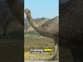 Meet Epicyon Haydeni &amp; The Giant Elephant Bird! #shorts