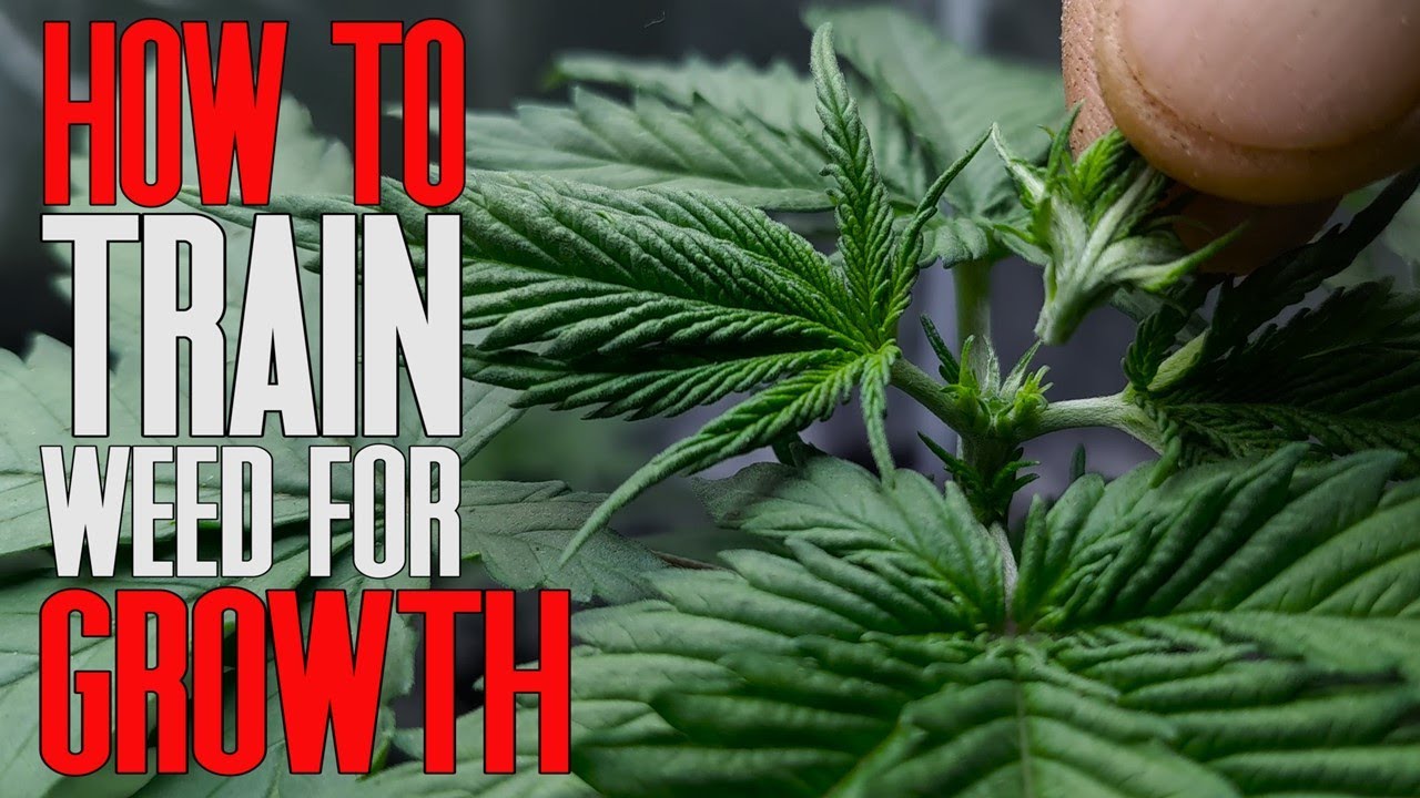 TRAIN YOUR WEED TO GROW HUGE  ( DOUBLE CHOCOLATE & STRAWBERRY COUGH )   |   EPISODE THREE