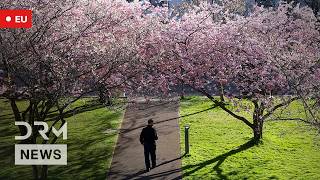 LIVE: Cherry Blossoms Peak in Tokyo Near Imperial Palace | Stunning Sakura Views screenshot 2