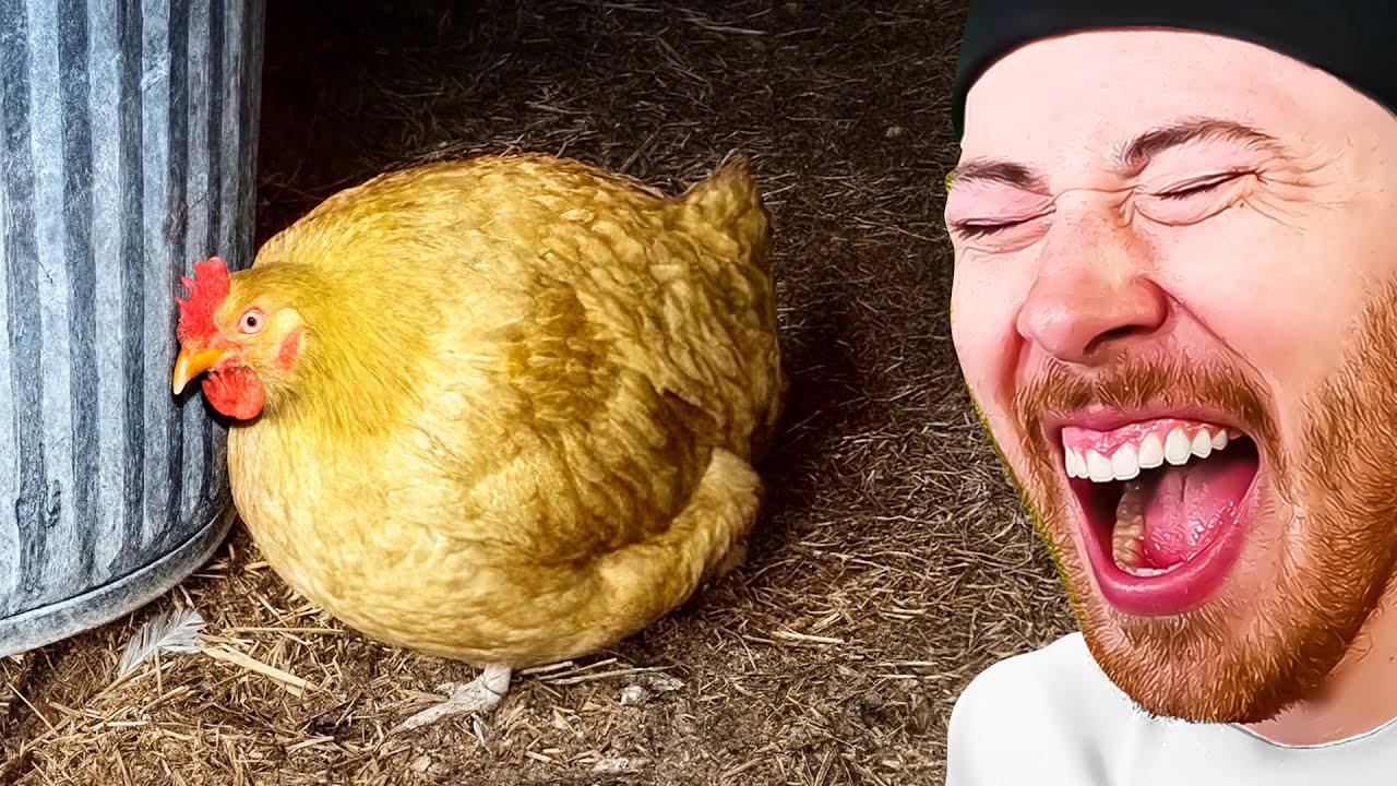 Funniest Animals On The Internet!