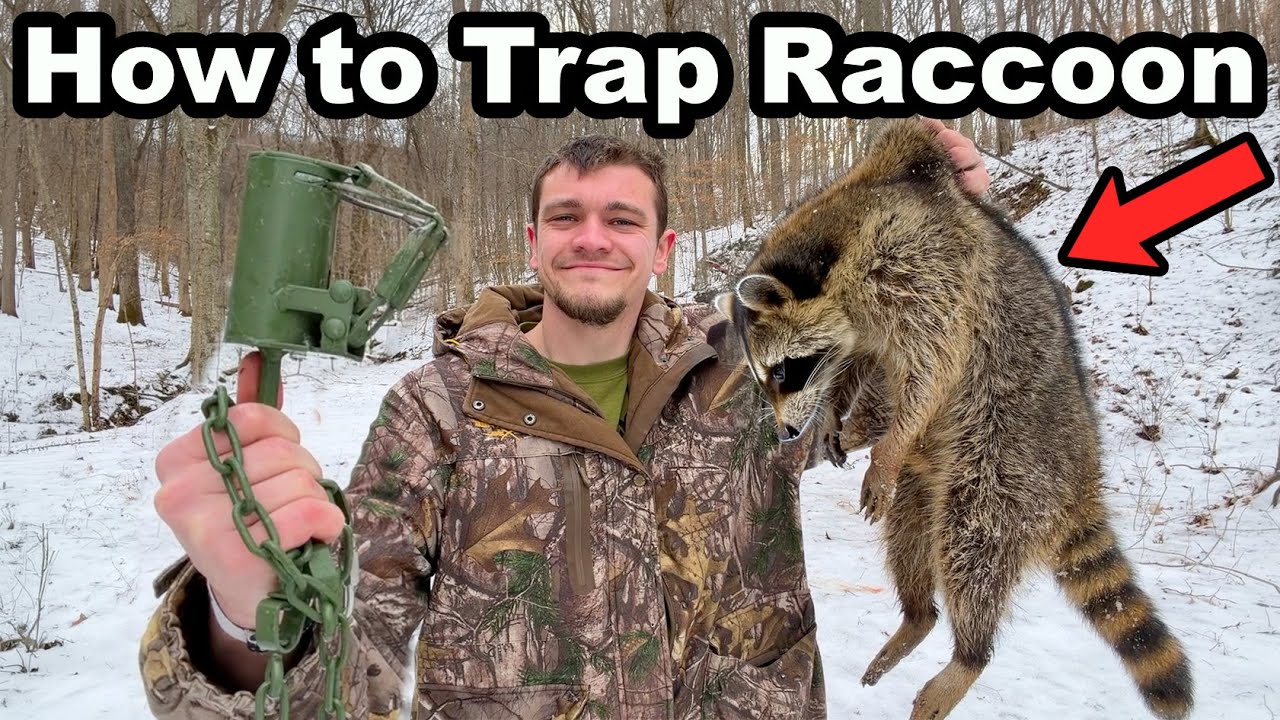 How To Trap Raccoons For Beginners!