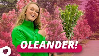 Download Lagu De oleander op stam! | BOMENTA(L)K #123 MP3