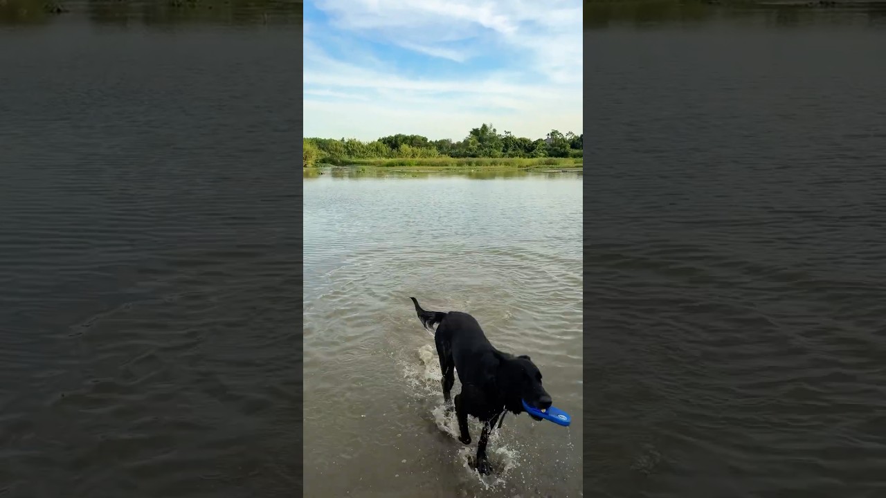 DOG CHASES DOWN A VILLAIN TO SAVE A BABY! 🐶👶❤️