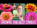 5 tips for the best zinnias   the easiest  most vibrant cut flowers  cut flower garden