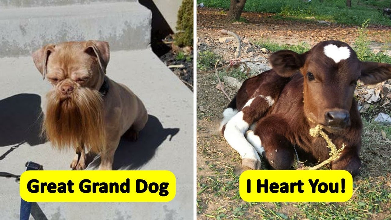 Unique Animals Who Can Sweep You Off Your Feet - YouTube