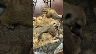 Cat mom cuddle puddle 😻 #cuteanimals