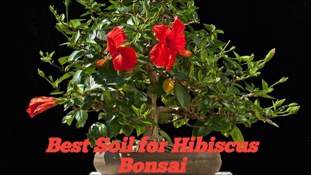 Repotting with Best soil for Hibiscus BonsaiCan be used for normal
