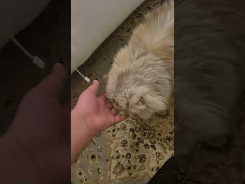 الأخت إلسا قطط فارسية قطة مضحك قطط تيك توك