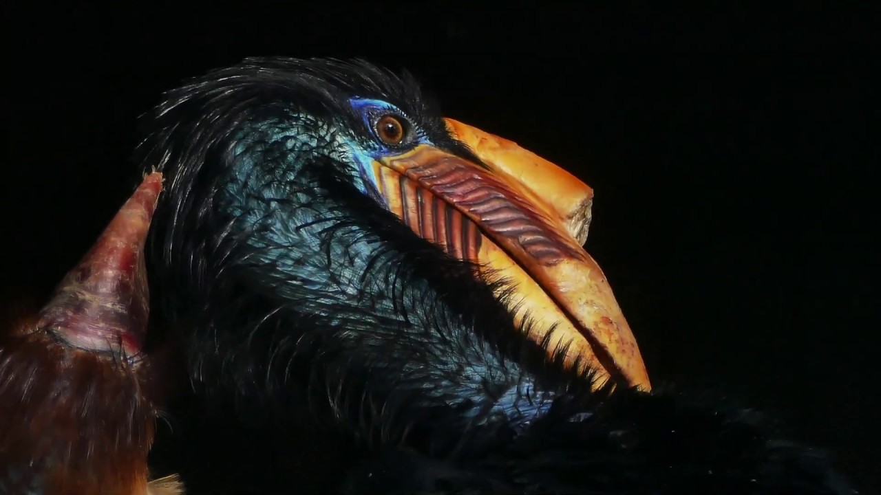 Knobbed Hornbill ♀ 