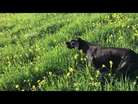 ინგლისური პოინტერი