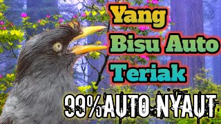 Pancingan dan masteran jalak kebo‼️yang bisu bakal berteriak dengar suara masteran jalak ini