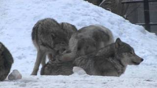 ジェイにそ〜っと近づくキナコ~Wolf Pack at the Maruyama Zoo