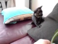 "Mitsi" Cat Leaf hunter...RARE Playing and not being lazy!