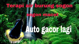 TERAPI AIR BURUNG SOGON AMPUH