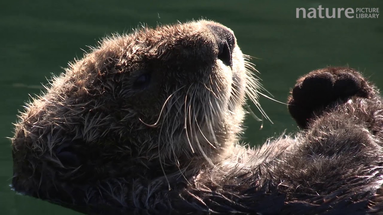 footage of chernobyl Northern sea otter sleeping, floating on the surface