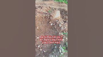 Một Số Điều Cần Lưu Ý Khi Đánh Giống Chuối Chát { Chuối Hột } #food #channuoi #nôngdânlàmgiàu